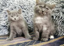 كيتن kittens