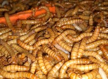 Mealworms ( LIVE ) Mealworms ( LIVE )