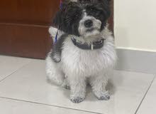 Fully vaccinated 9 months  Shi Tzu with accessories