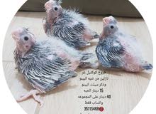cocktails Baby فروخ كوكتيل
