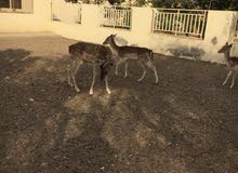 للبيع غزلان للبيع غزلان