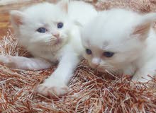 cat for sell cat for sell