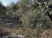 Commercial Land for Sale in Tulkarm Bal'a