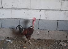 ديك ابو ركيبه ديك ابو ركيبه