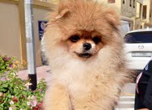 Pomeranian puppy fully trained 4k only