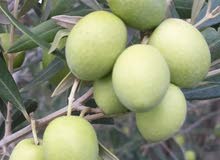 زيت الزيتون السنة الماضية بثمن مناسب زيت الزيتون السنة الماضية بثمن مناسب