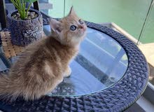 golden tabby جولدن تابي golden tabby جولدن تابي