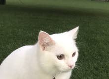 قط شيرازي قط شيرازي