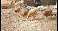 مطلوب 4 دجاجات عرب الزوج ب 24 الف الوصف مهم مطلوب 4 دجاجات عرب الزوج ب 24 الف الوصف مهم
