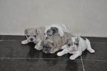 French Bulldog French Bulldog