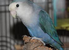 lovebirds for sale lovebirds for sale