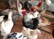 للبيع دجاج حبحب للبيع دجاج حبحب