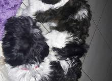شيه تزو ذكر لتربية الحامل - لا بيع - shihtzu male for breeding شيه تزو ذكر لتربية الحامل - لا بيع - shihtzu male for breeding