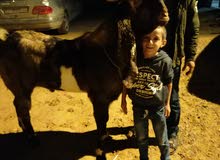 جدي مضروب على البكستني الله يبارك علو وملو جدي مضروب على البكستني الله يبارك علو وملو