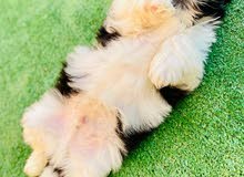 pure shitzu puppies available pure shitzu puppies available