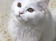 قط شيرازي قط شيرازي