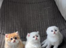 For sale pure Scottish kittens للبيع كتنز سكوتش نقية