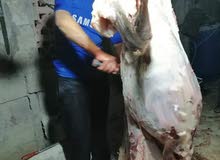 انا محمد من الاردن جزار يبحث عن عمل في قطر معلم مشاوي رقم واتساب انا محمد من الاردن جزار يبحث عن عمل في قطر معلم مشاوي رقم واتساب