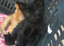 Lovely Kitten Lovely Kitten