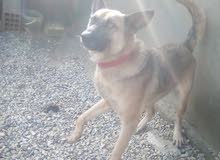 Bergé malinois للبيع 550 dt Bergé malinois للبيع 550 dt