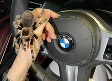 Mexican red knee tarantula Mexican red knee tarantula