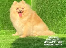 Pomeranian dogs 1 Pomeranian dogs 1