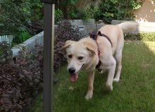 7 months Labrador retreiver dog full vaccinated 7 months Labrador retreiver dog full vaccinated