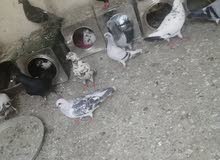 حمام للبيع حمام للبيع