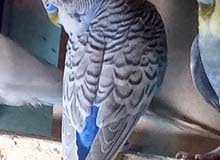 زوج طيور الحب زوج طيور الحب