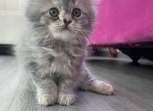 للبيع قطه للبيع قطه