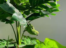 طير دره انثى طير دره انثى
