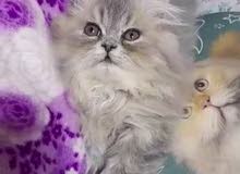 Pure persian kitten Pure persian kitten