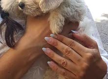 Bichon for sale Bichon for sale