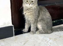 قطة شيرازي انثى