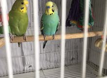 Budgie breeding pair for urgent sale Budgie breeding pair for urgent sale