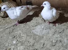 زوج حمام الياكريم زوج حمام الياكريم