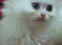 شيرازي بيور شيرازي بيور
