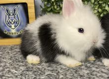الارنب القزم واللوب والتيدي بير dwarf lop and teddy bear bunnies الارنب القزم واللوب والتيدي بير dwarf lop and teddy bear bunnies