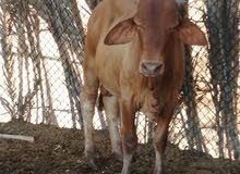 Khalid Khalid