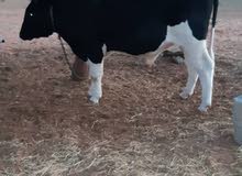 بقارة وعجل وعجل اصغير بقارة وعجل وعجل اصغير