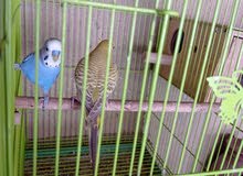 budgie beautiful pair budgie beautiful pair