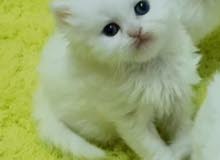 انثى برتش & سكوتش عمر 42 يوم female bretch&Scottish 42 days old انثى برتش & سكوتش عمر 42 يوم female bretch&Scottish 42 days old
