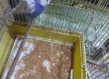 طيور حب هاجرمو طيور حب هاجرمو