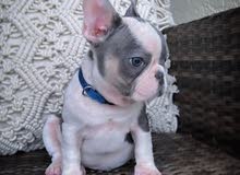 Rescue French Bulldogs Ready For Rehoming