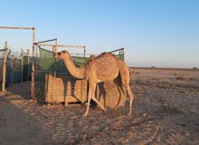بكره مفروده بكره مفروده
