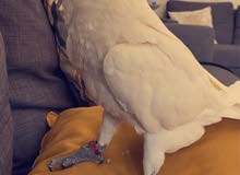 كوكاتو بيور كوكاتو بيور