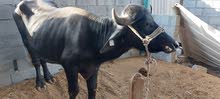 1 Male Buffalo and 1 cow Available for Sale