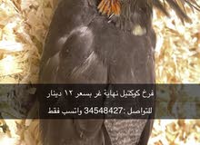 طير كوكتيل نهاية غر طير كوكتيل نهاية غر