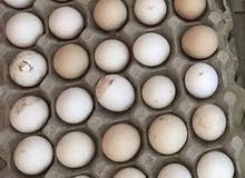 Francie  egg 50dhs and Faiyoomi 45dhs egg for sale