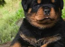 Pure Rottweiler Puppies Full Pedigree   روت وايل جراو بدكري ( مواصفات أبطال )